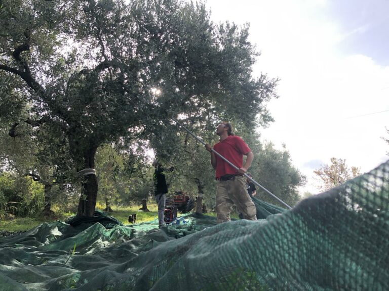 Chieuti, con “Volìo” la raccolta delle olive genera lavoro e relazioni sociali